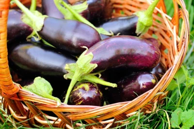 Odlingskalender för aubergine