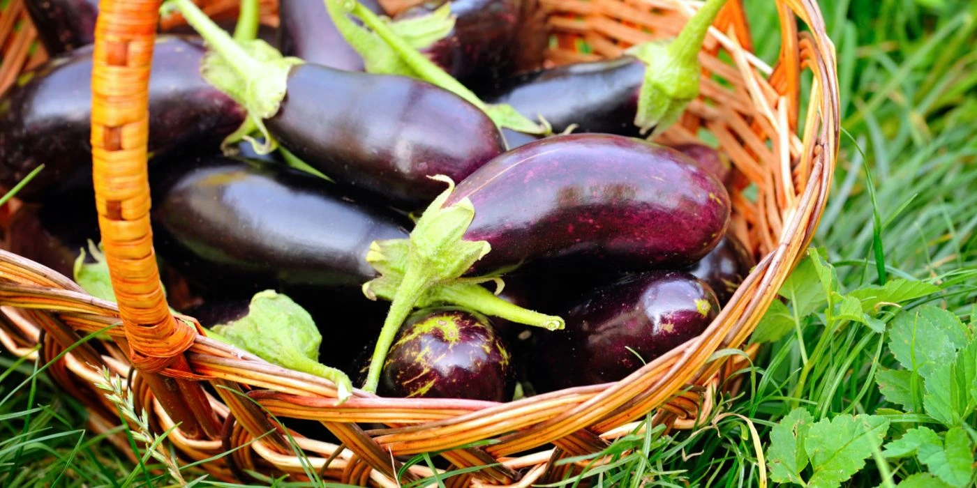 Odlingskalender för aubergine