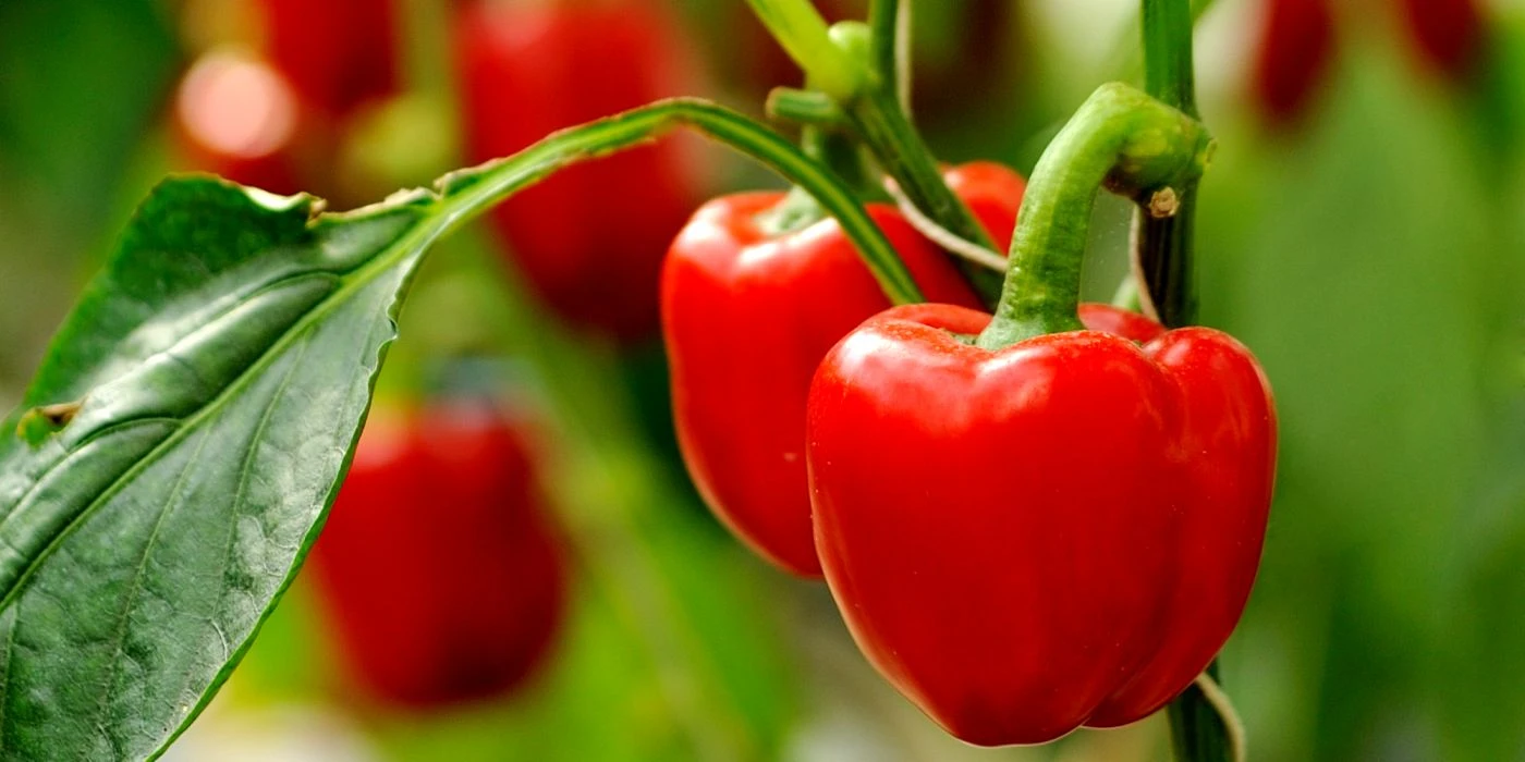 Odlingskalender för paprika