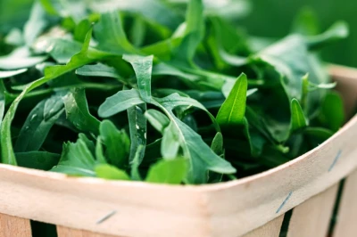 Odlingskalender för ruccola