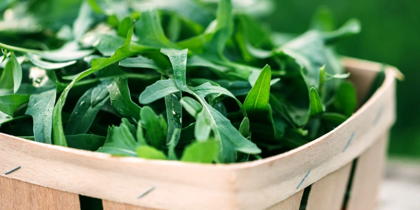 Odlingskalender för ruccola